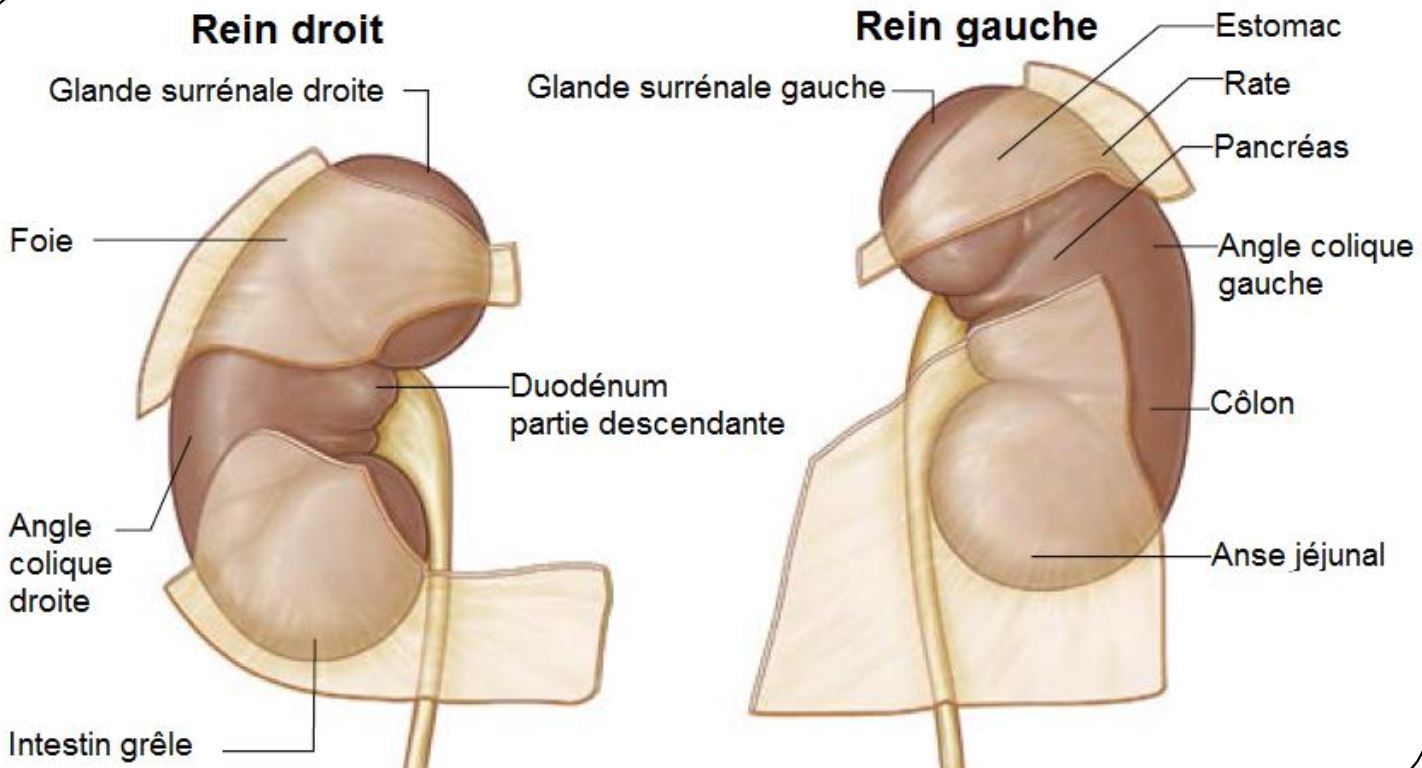 Description of image