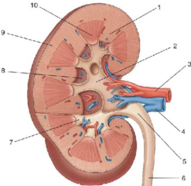 Description of image