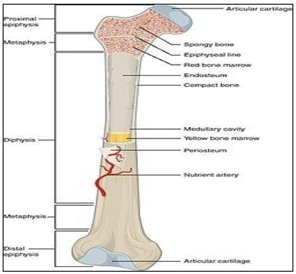Description of image