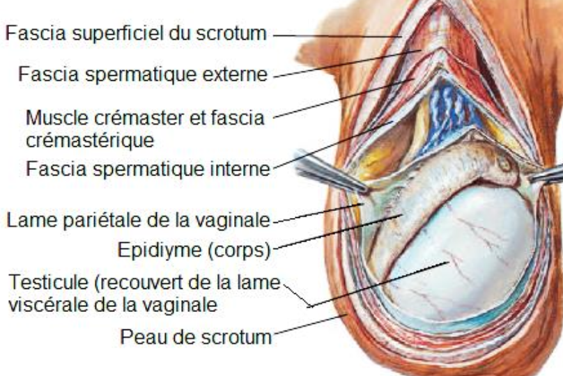 Description of image