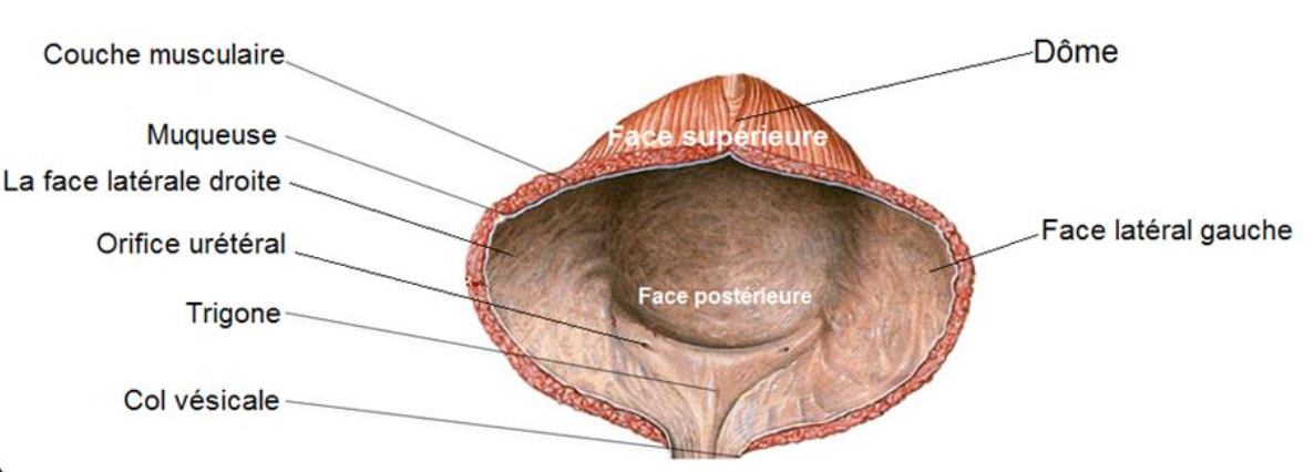 Description of image