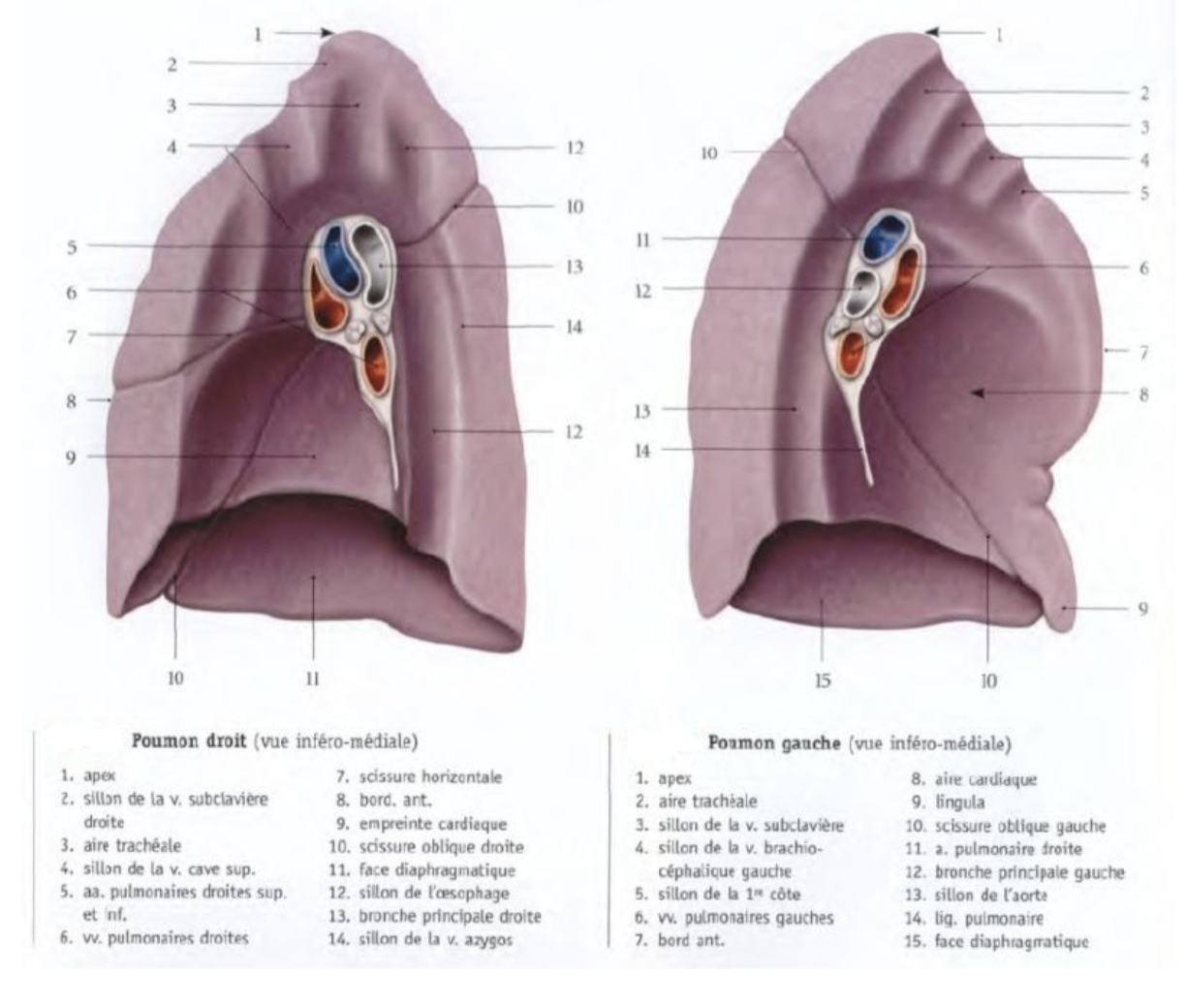 Description of image