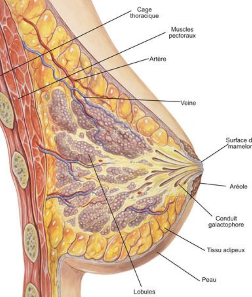 Description of image