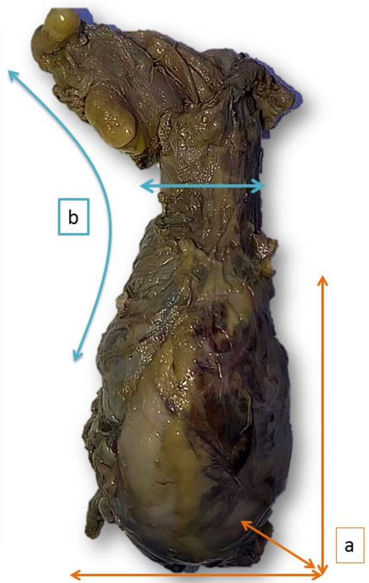 Description of image