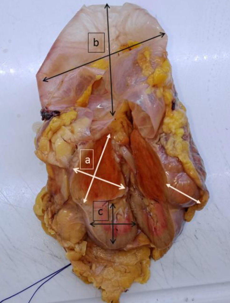 Description of image